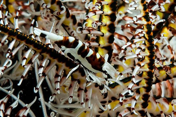 Crinoid Shrimp