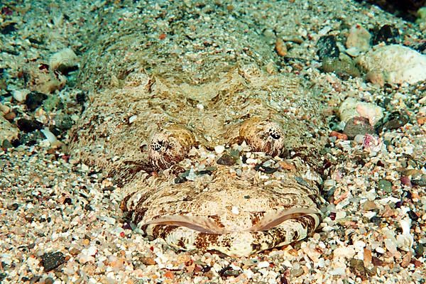 Carpet flathead