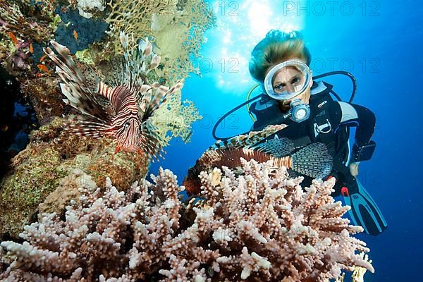 Diver and lionfish