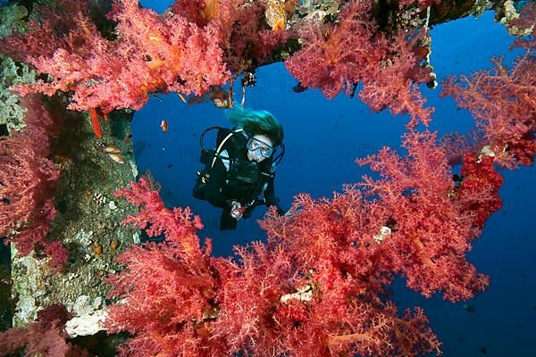 Soft corals on the wreck Cedar Pride