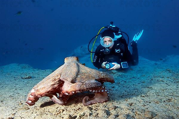 Diver and huge octopus