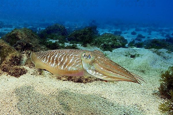 Common cuttlefish