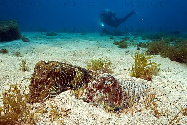 Diver and common cuttlefish