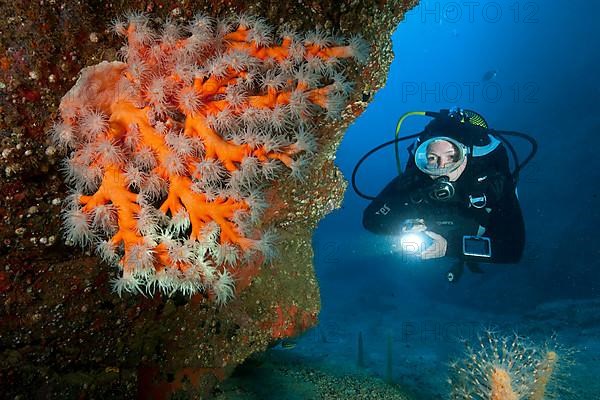 Diver with cold water coral, Caleta del Fuste