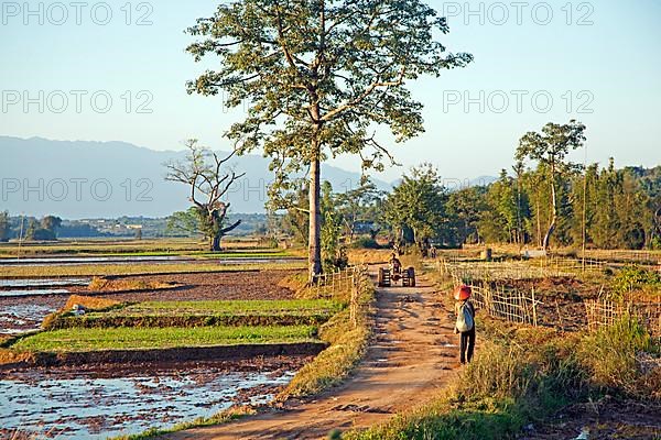 A Burmese farmer rides a tractor along rice paddies in Tachileik district