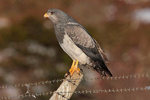 Black-chested Buzzard-eagle