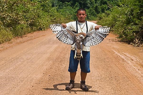 Decorated ornate hawk-eagle