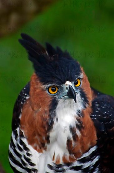 Ornate ornate hawk-eagle