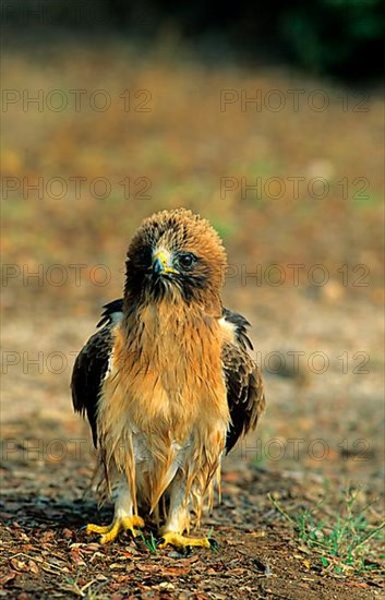 Booted eagle