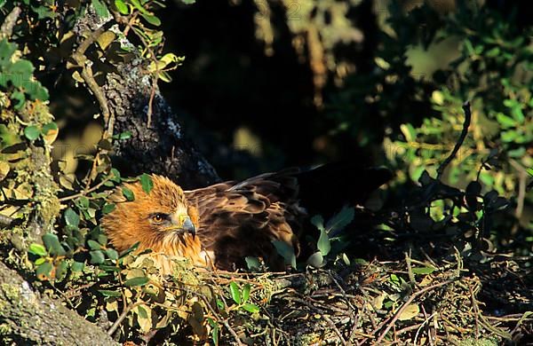 Booted eagle