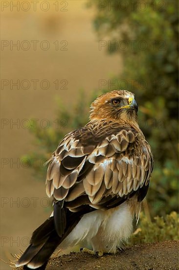 Booted eagle