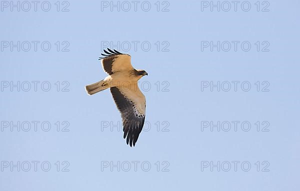 Booted eagle