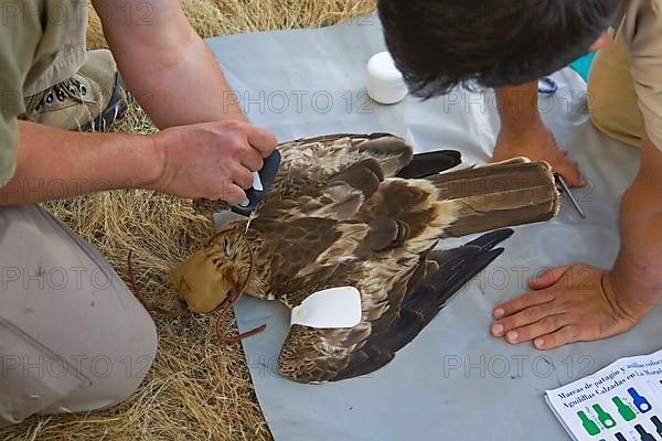 Adult booted eagle