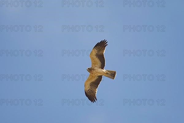 Booted eagle