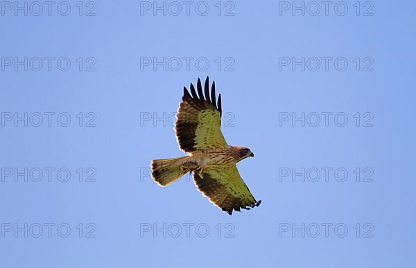 Booted eagle