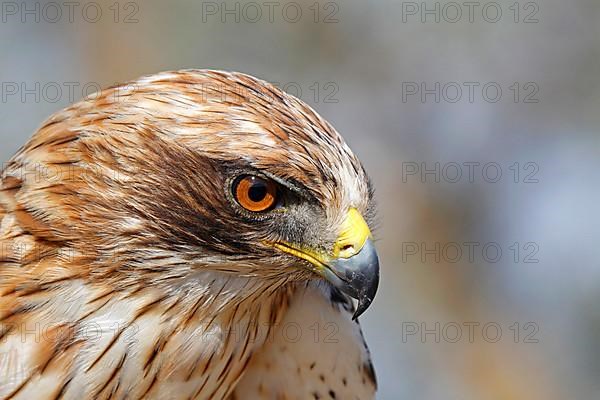 Booted eagle