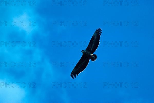 Bateleur Eagle