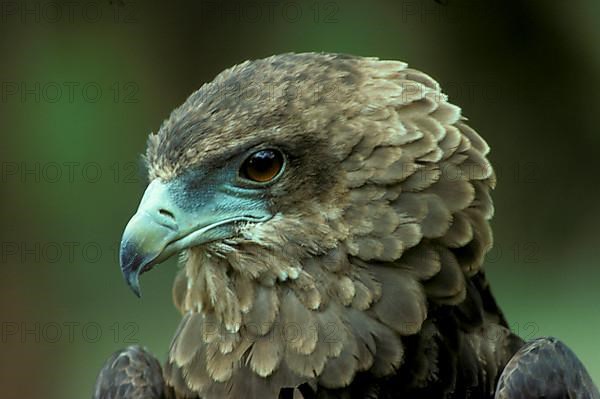 Bateleur Eagle