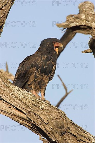 Bateleur Eagle