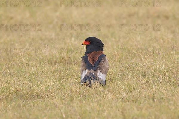 Bateleur Eagle