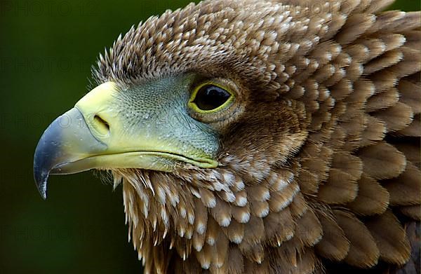 Bateleur Eagle