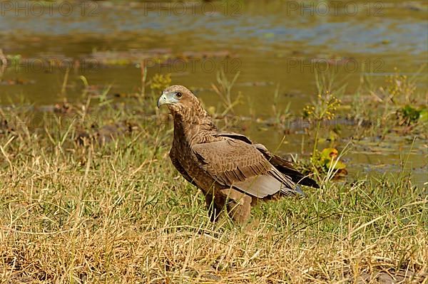 Bateleur Eagle