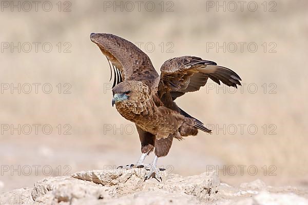 Bateleur Eagle