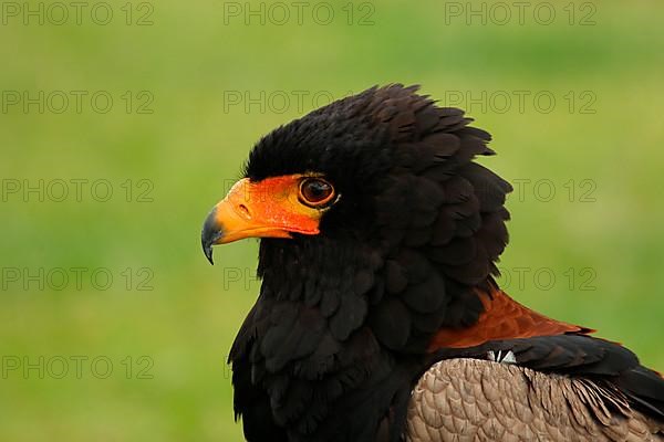 Bateleur eagle