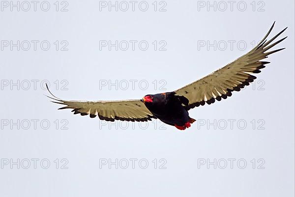 Bateleur