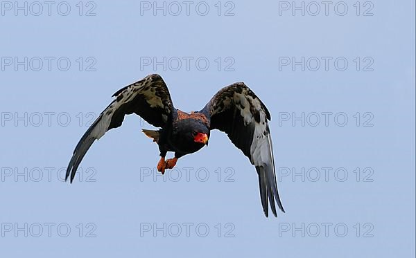 Bateleur