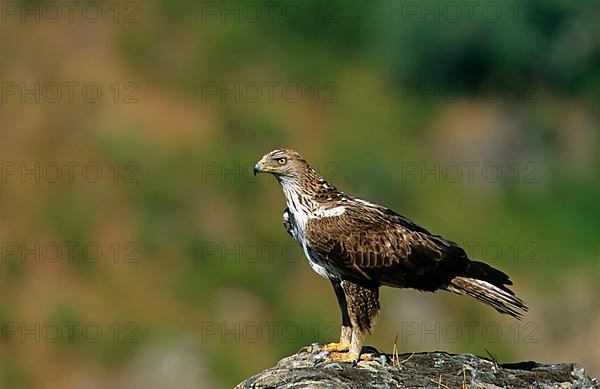 Booted Eagle