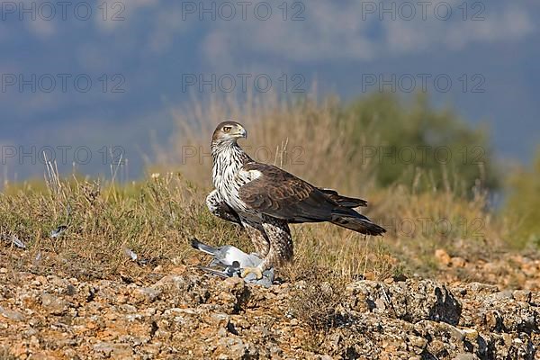 Bonelli's Eagle