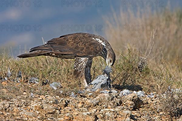 Bonelli's Eagle