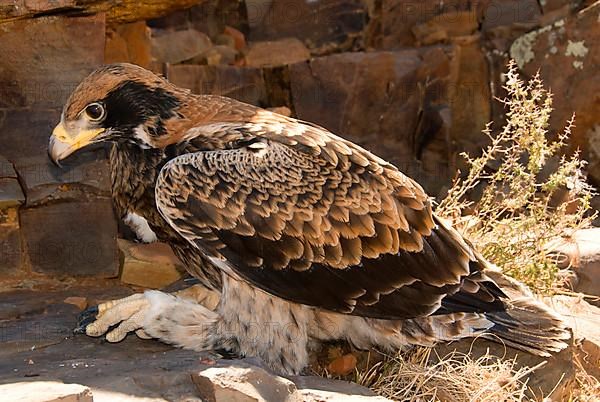 Verreaux's verreaux's eagle