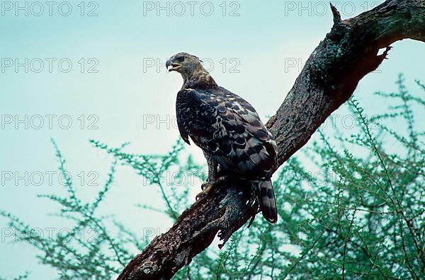 Crowned crowned eagle