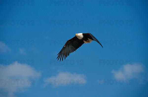 African fish eagle