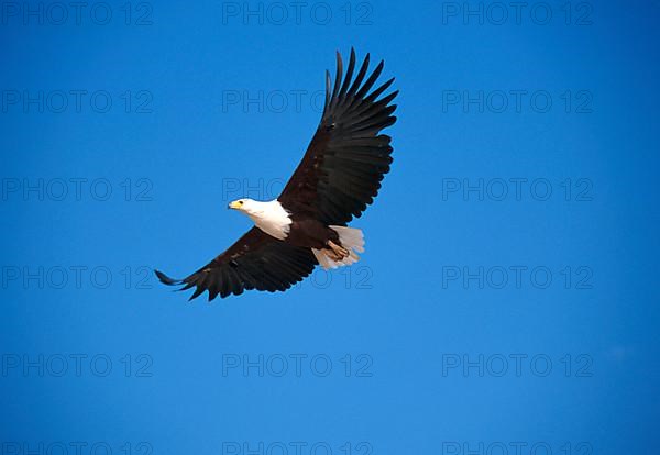 African fish eagle