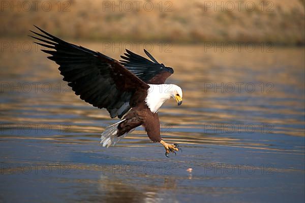 African fish eagle