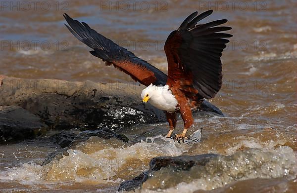 African fish eagle