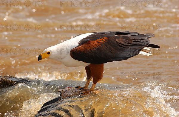 African fish eagle