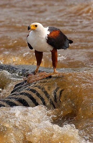 African fish eagle