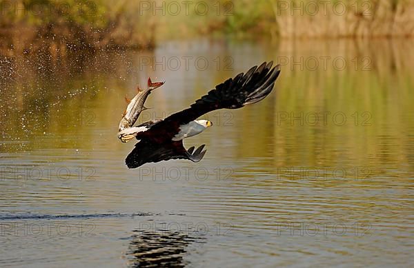 African fish eagle