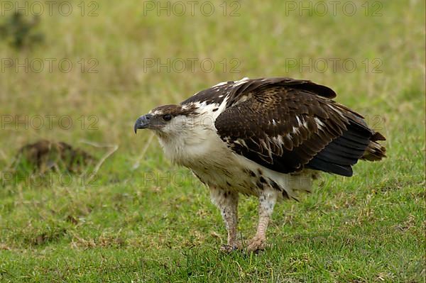 African fish eagle