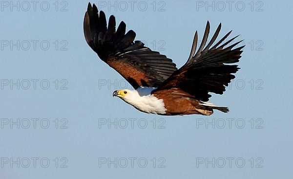 African Fish Eagle