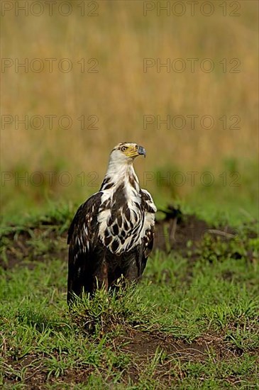 African fish eagle