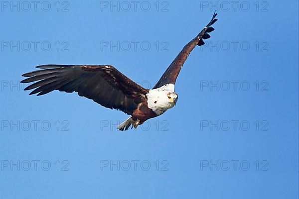 African fish eagle