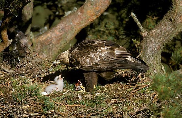 Golden Eagle