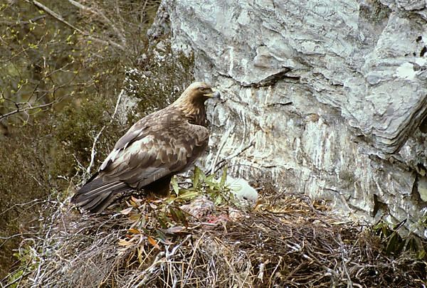 Golden eagle