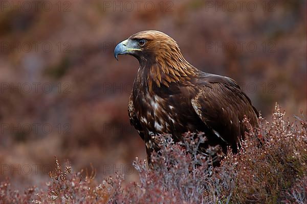 Golden Eagle