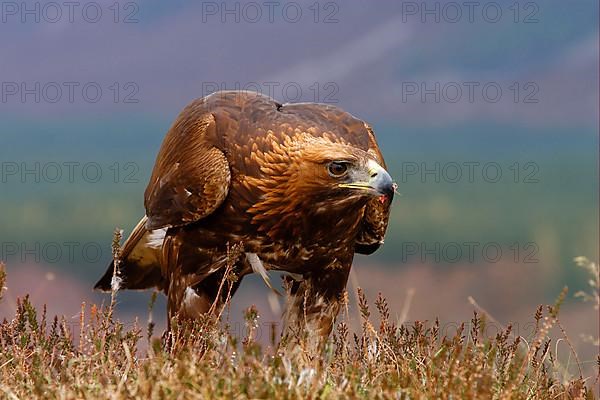 Golden Eagle